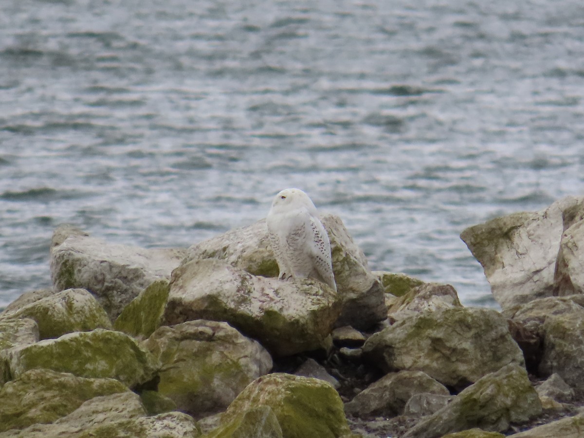 Snowy Owl - ML644409847