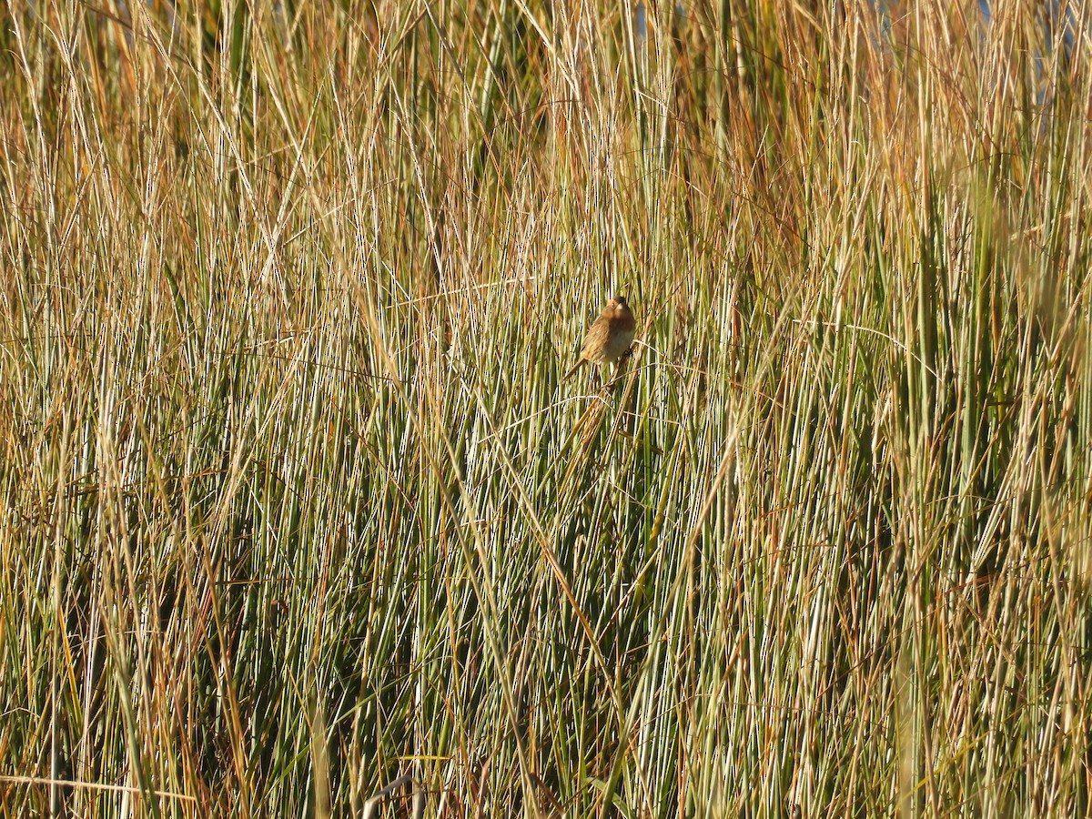 nålstjertspurv (subvirgata) - ML644409848