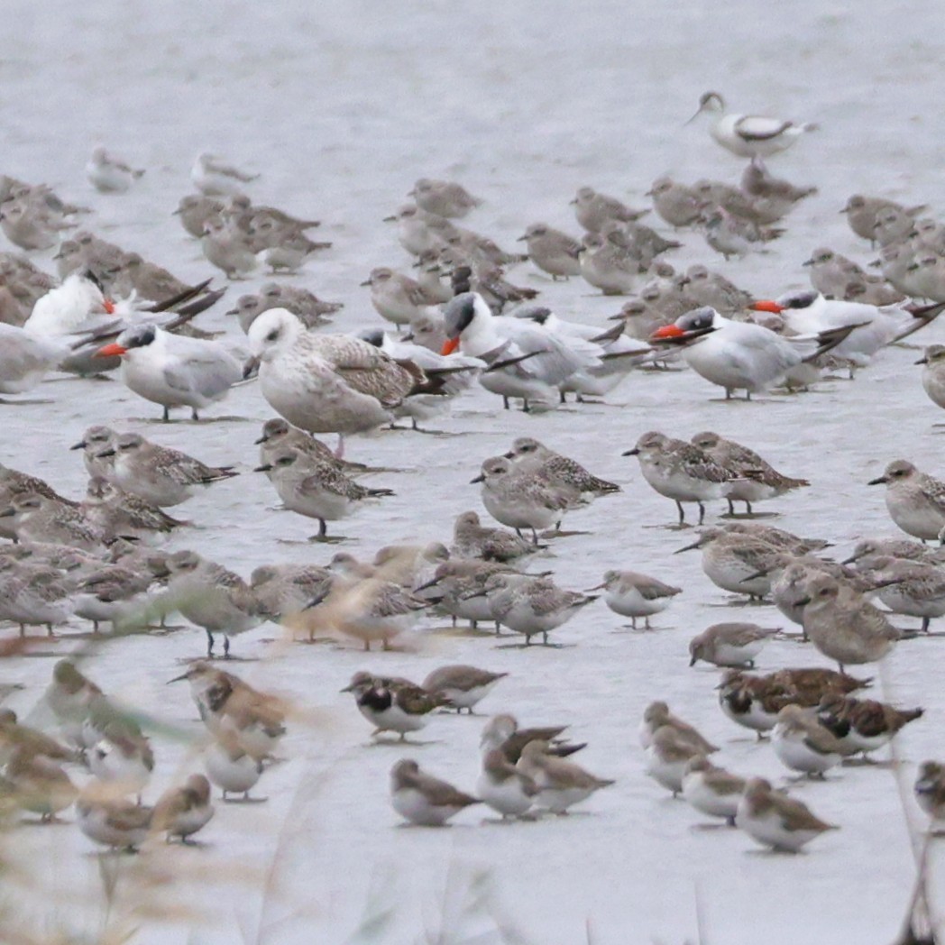 tereksnipe - ML644409849