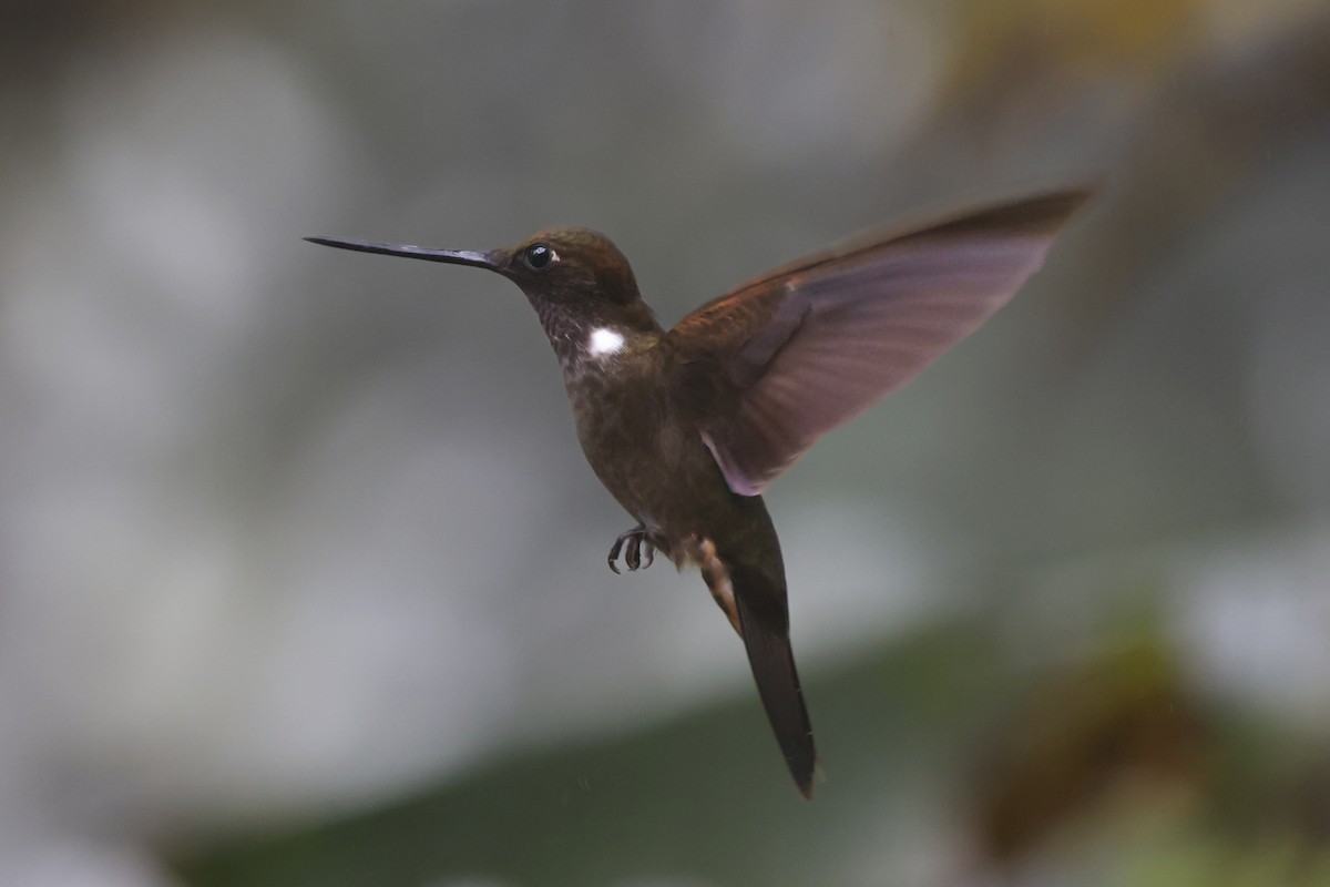 Brown Inca - ML644409854