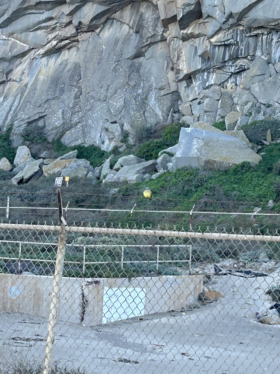 Tropical Kingbird - ML644409864