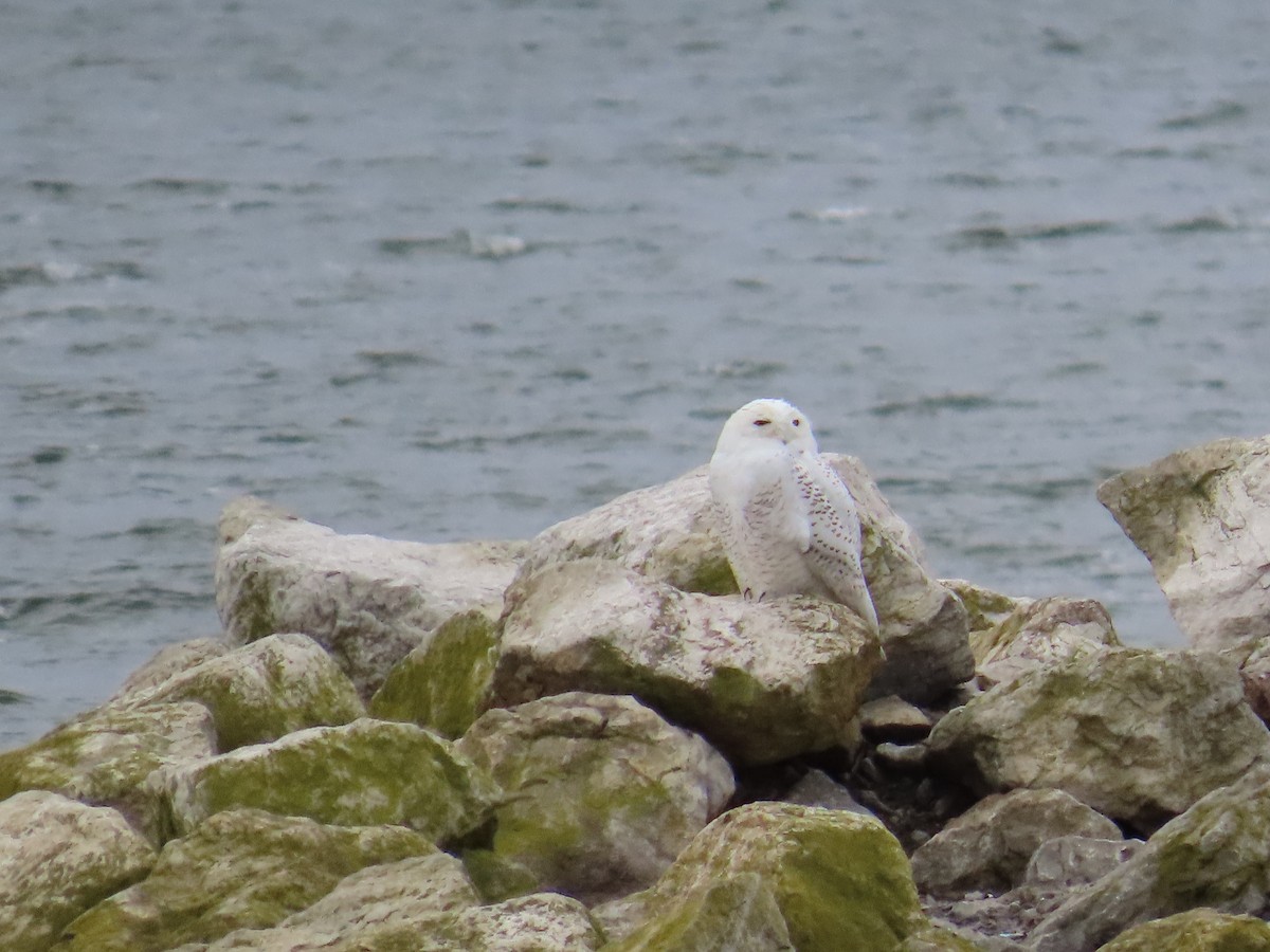 Snowy Owl - ML644409866
