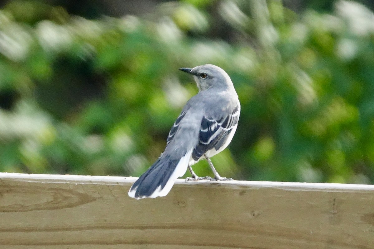 Moqueur des savanes - ML644409868