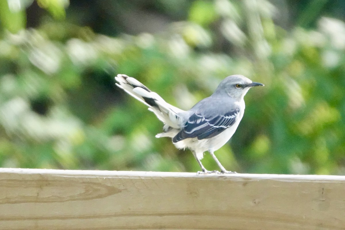 Moqueur des savanes - ML644409869