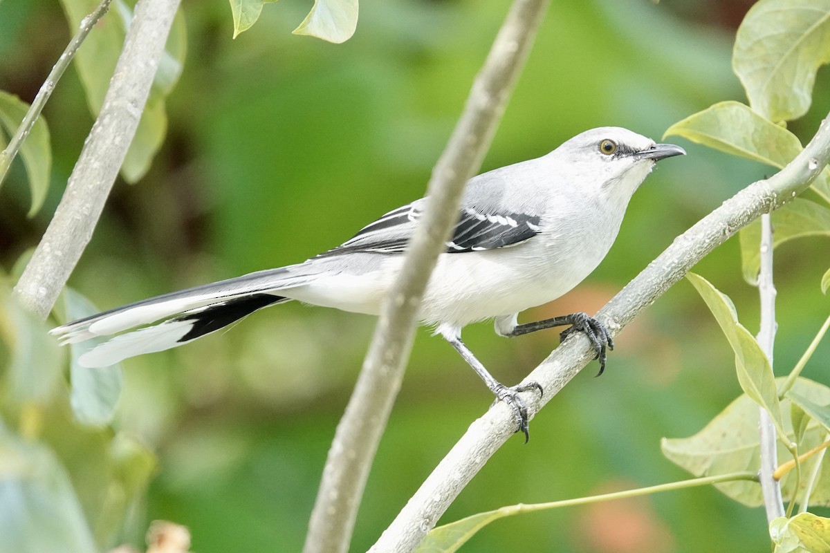 Moqueur des savanes - ML644409870