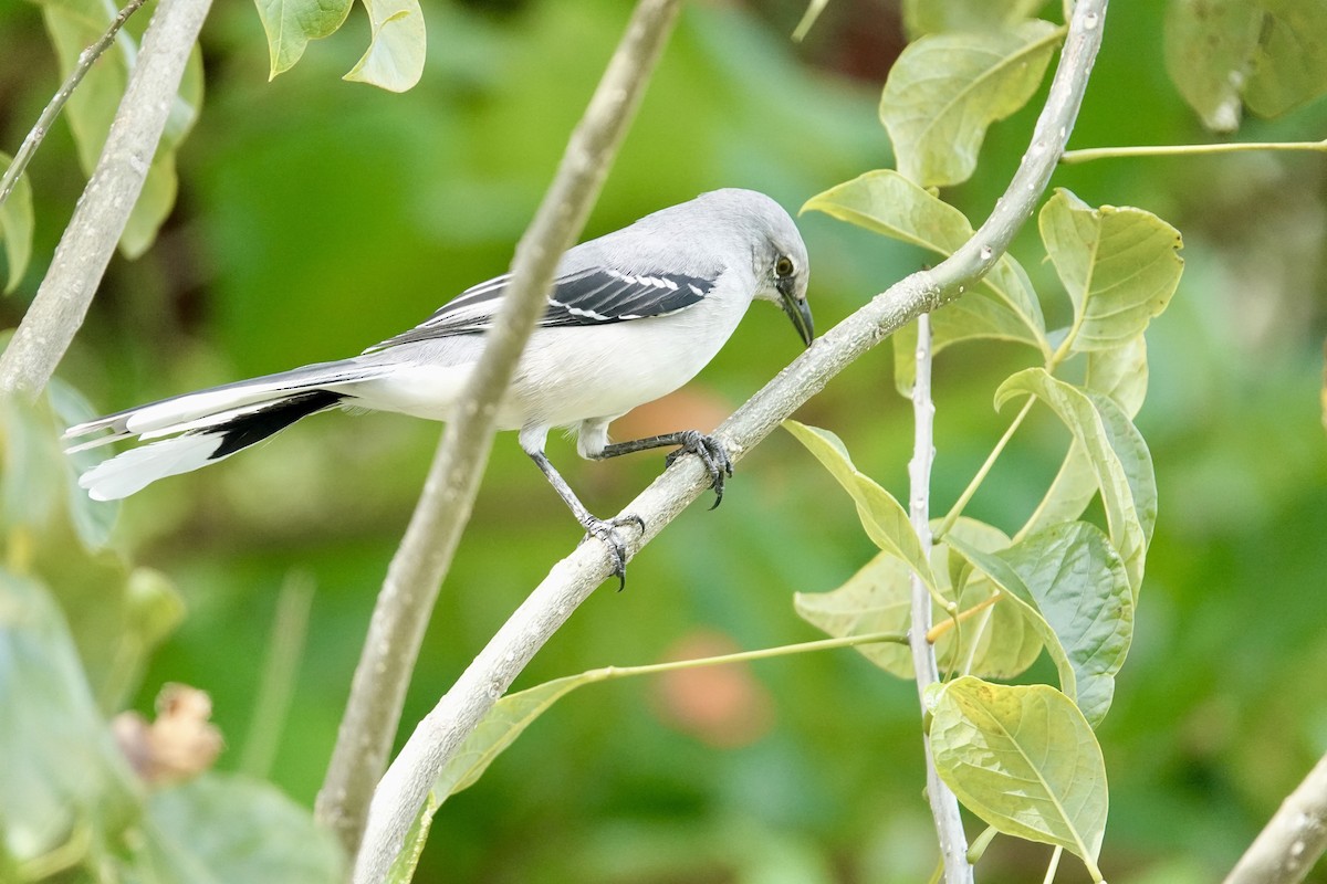 Moqueur des savanes - ML644409871