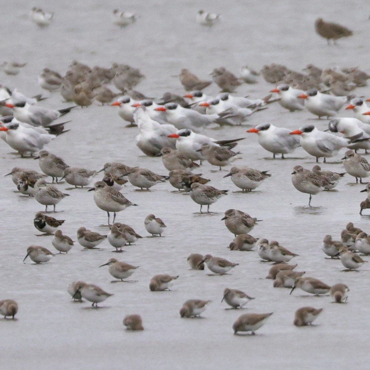 オバシギ - ML644409872