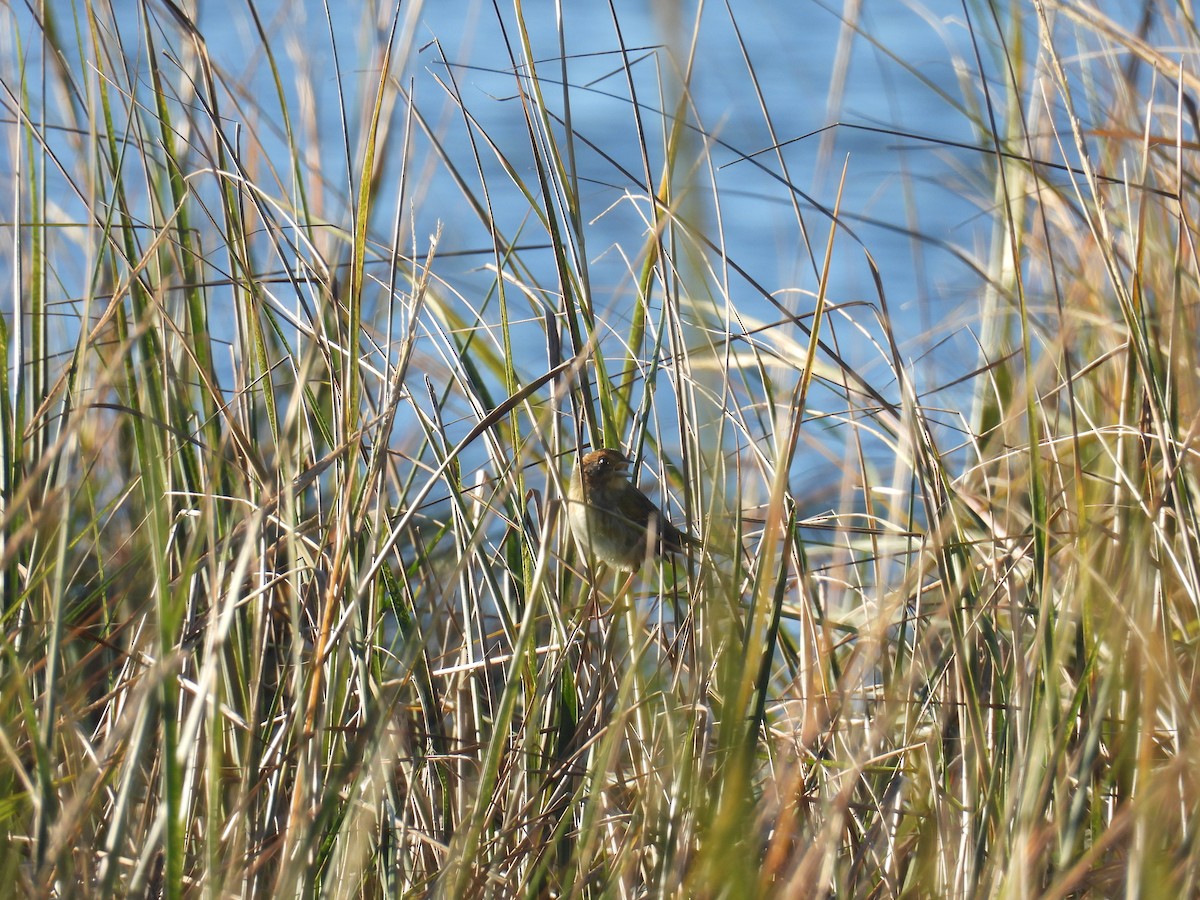 nålstjertspurv (subvirgata) - ML644409873