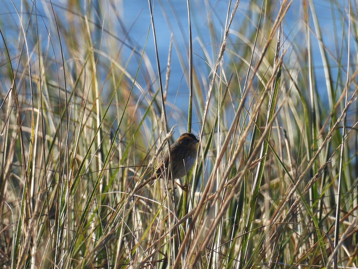 nålstjertspurv (subvirgata) - ML644409875