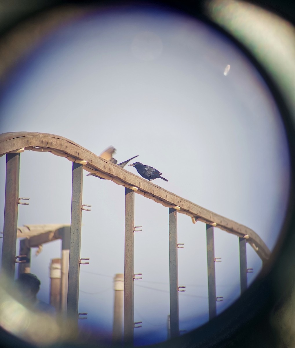 Tristram's Starling - ML644409877