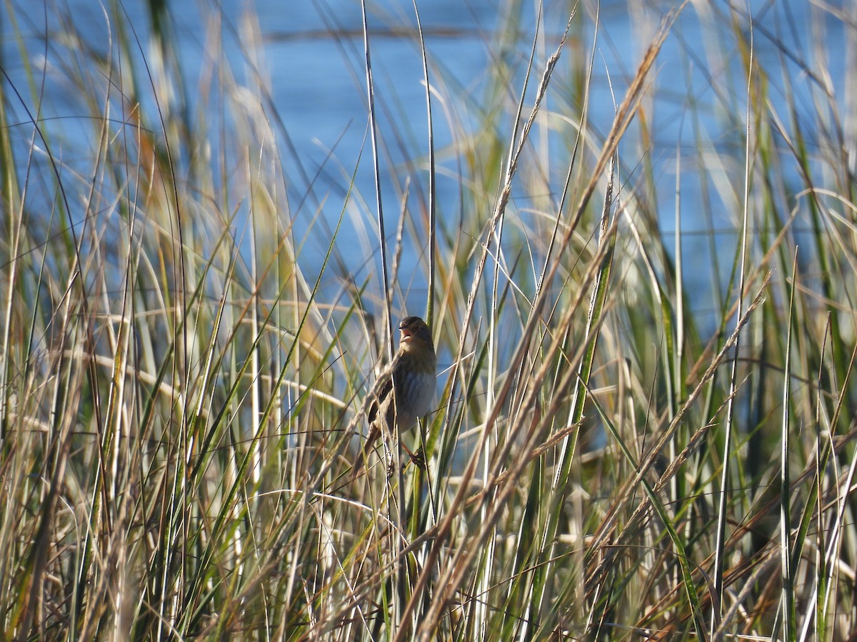 nålstjertspurv (subvirgata) - ML644409879