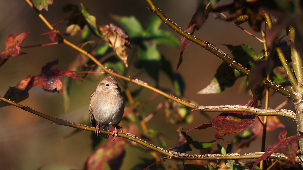Field Sparrow - ML644409925