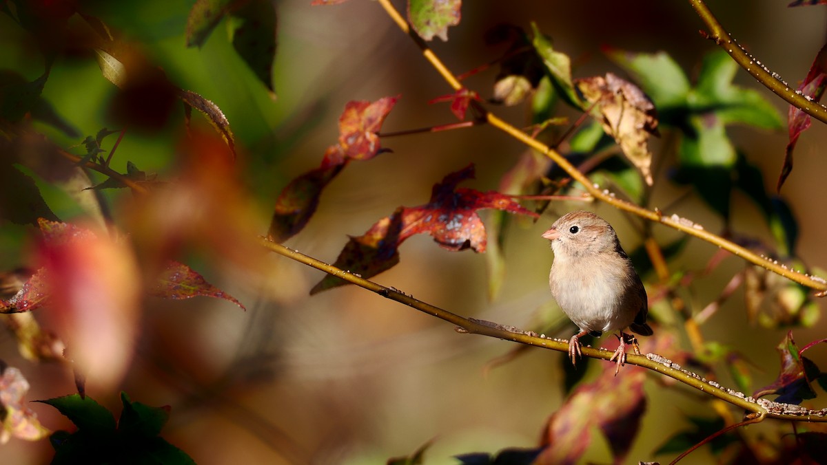 Field Sparrow - ML644409926