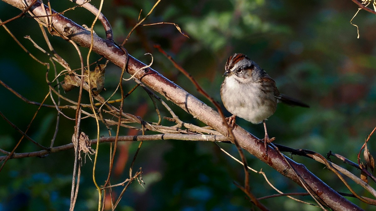 Swamp Sparrow - ML644409927
