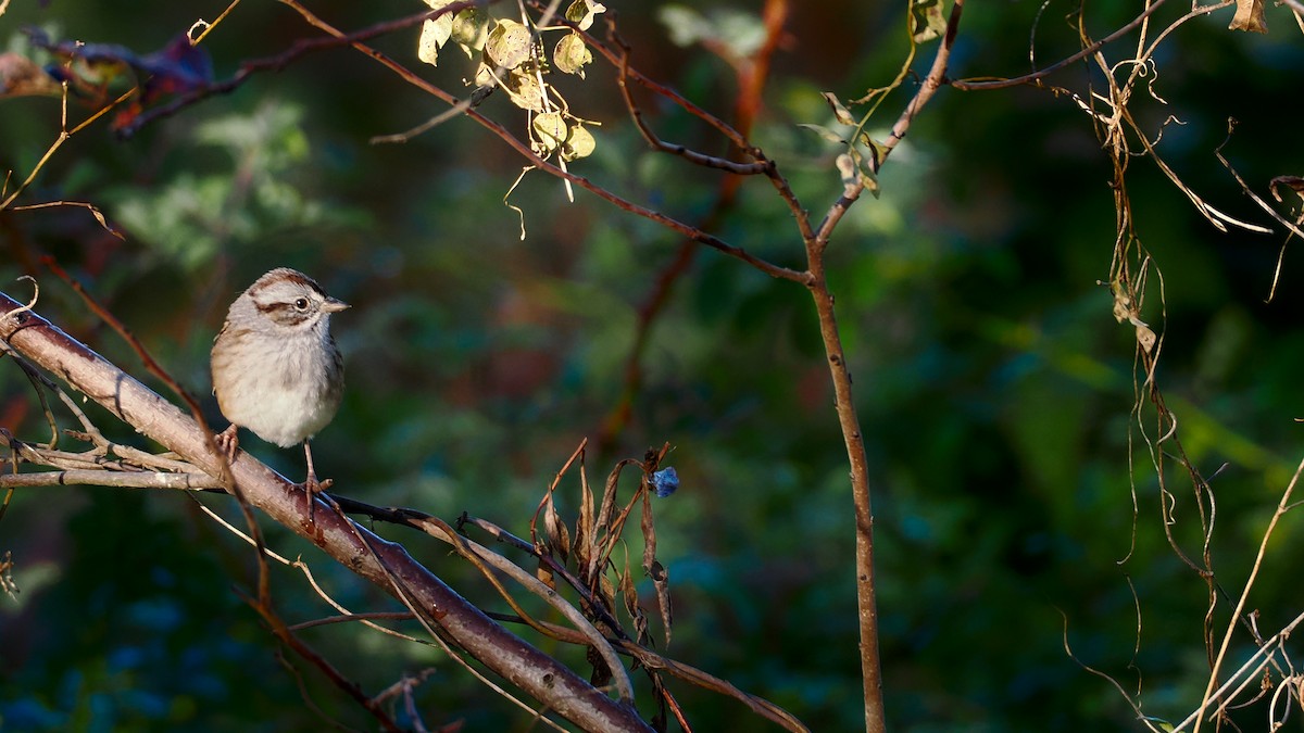 Swamp Sparrow - ML644409928