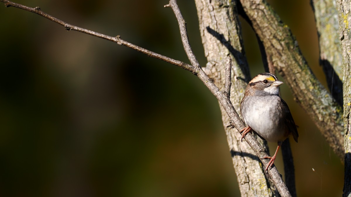 White-throated Sparrow - ML644409931