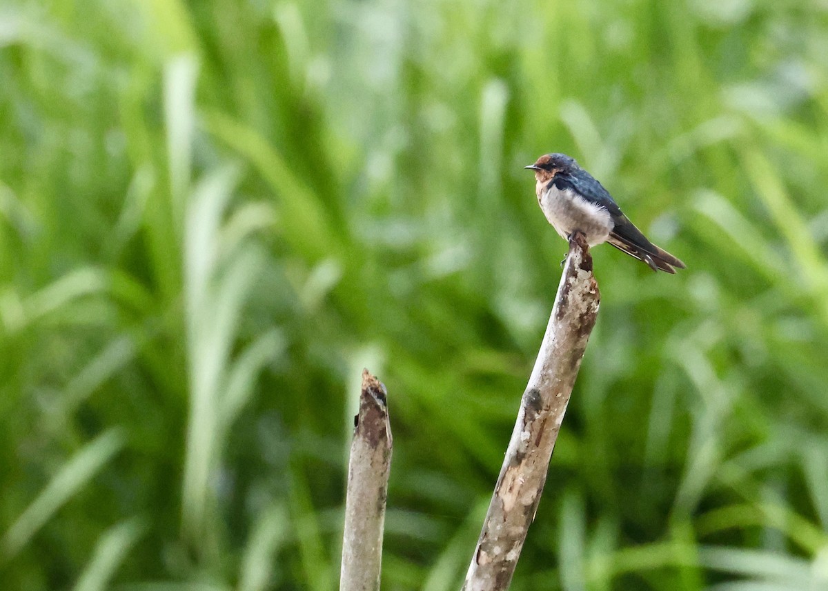 Pacific Swallow - ML644409932