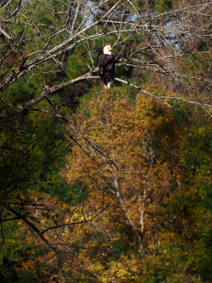 Bald Eagle - ML644409943