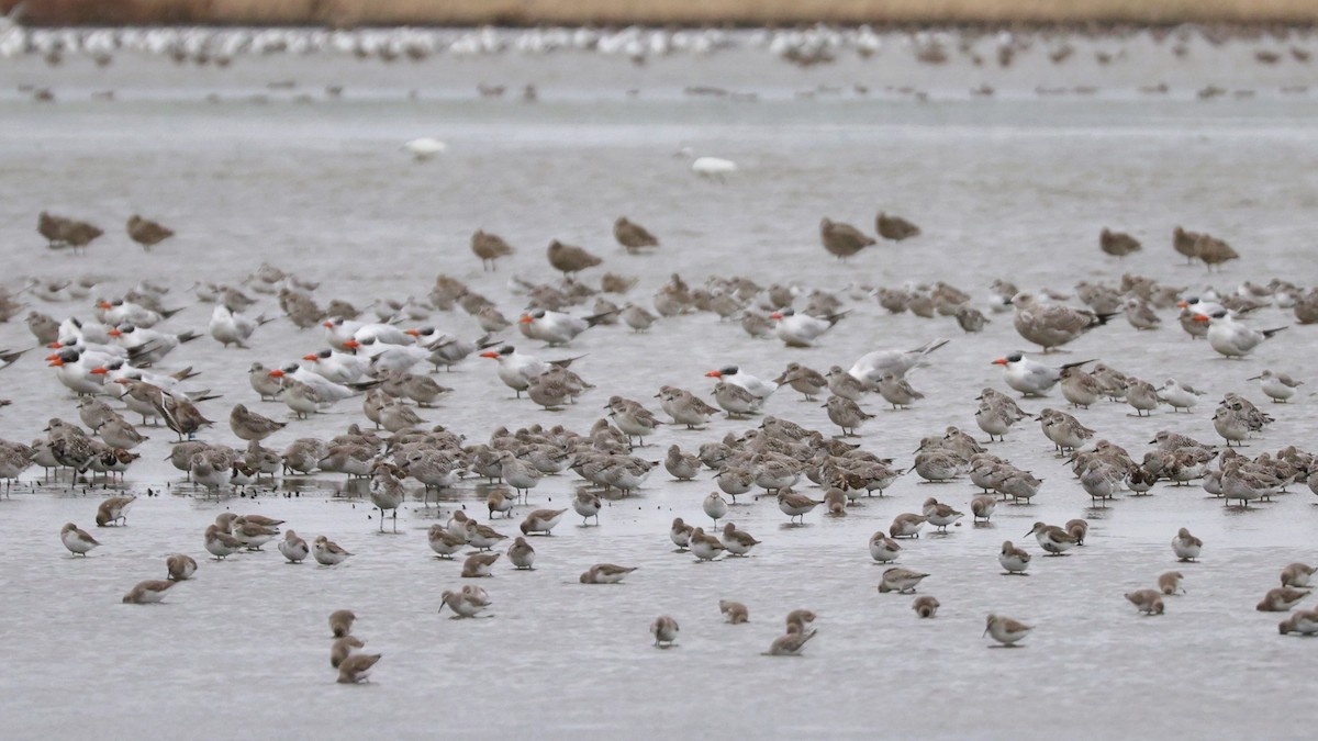 オバシギ - ML644409949