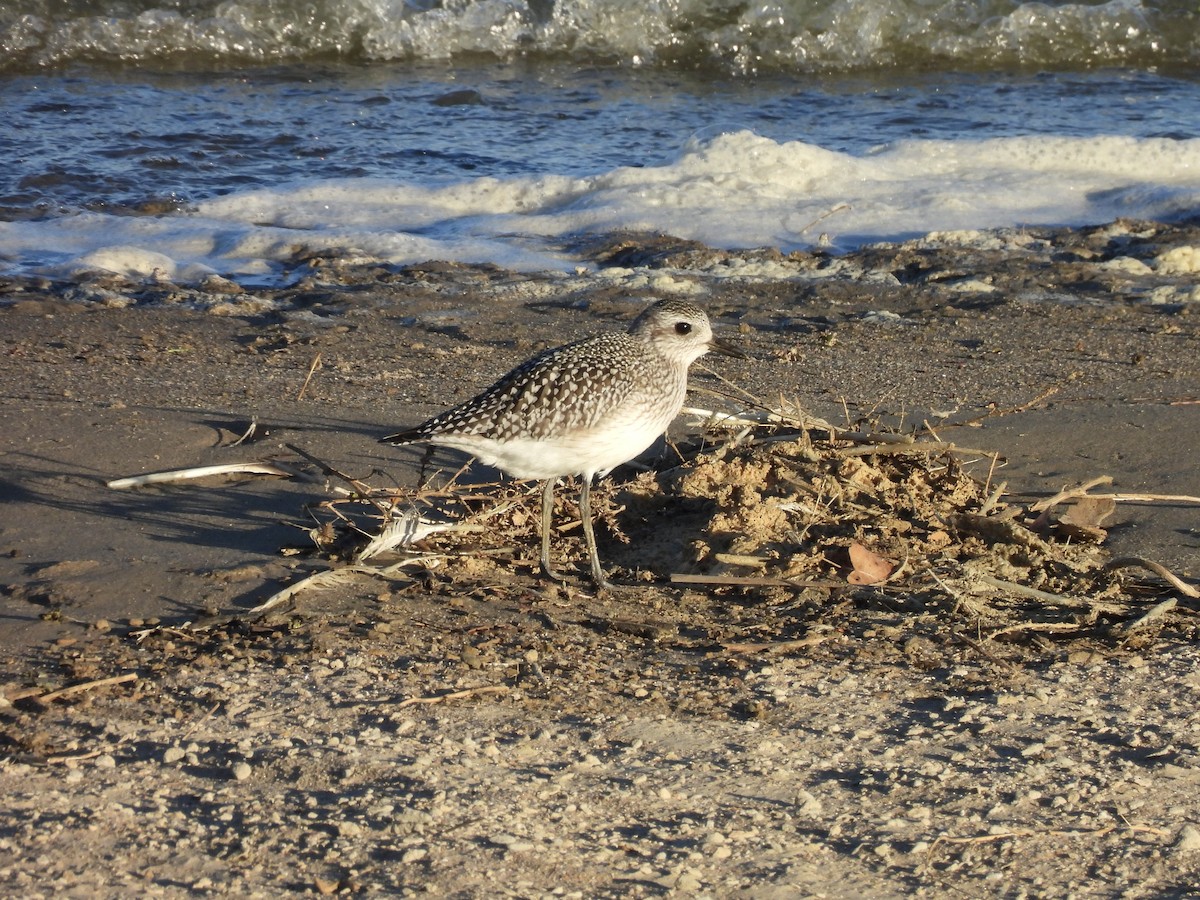 Pivieressa - ML644409950