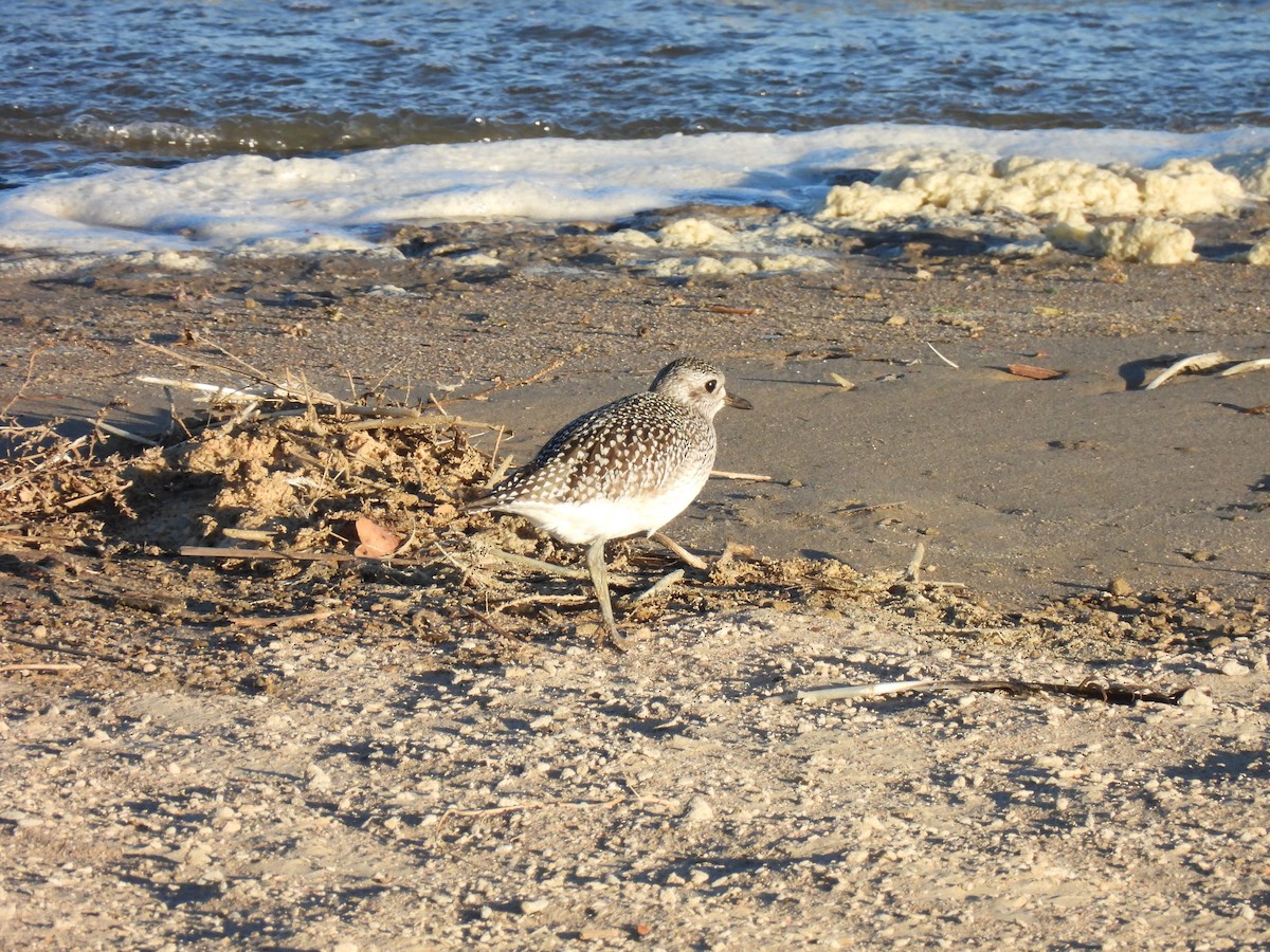 Pivieressa - ML644409952