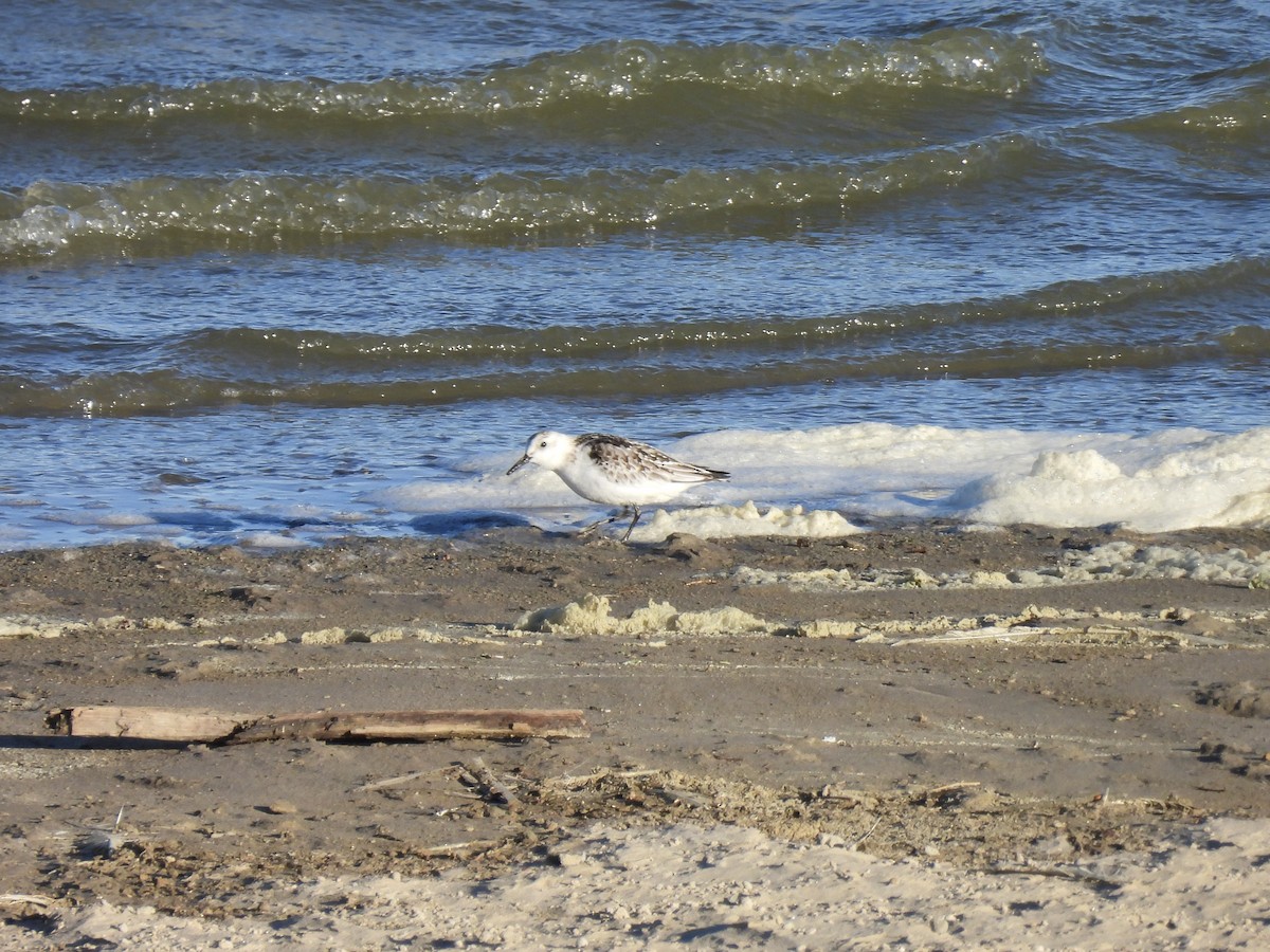 Sanderling - ML644409957