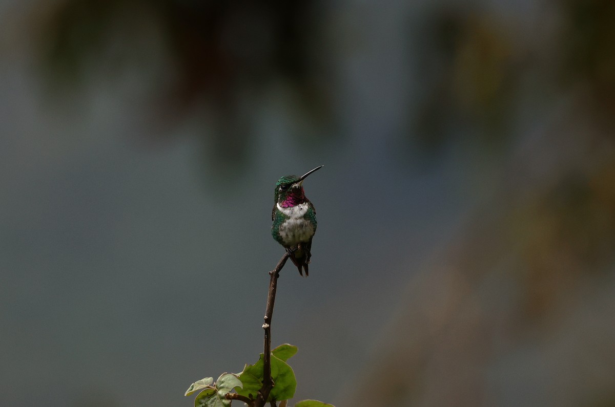 シロハラチビハチドリ - ML644409958