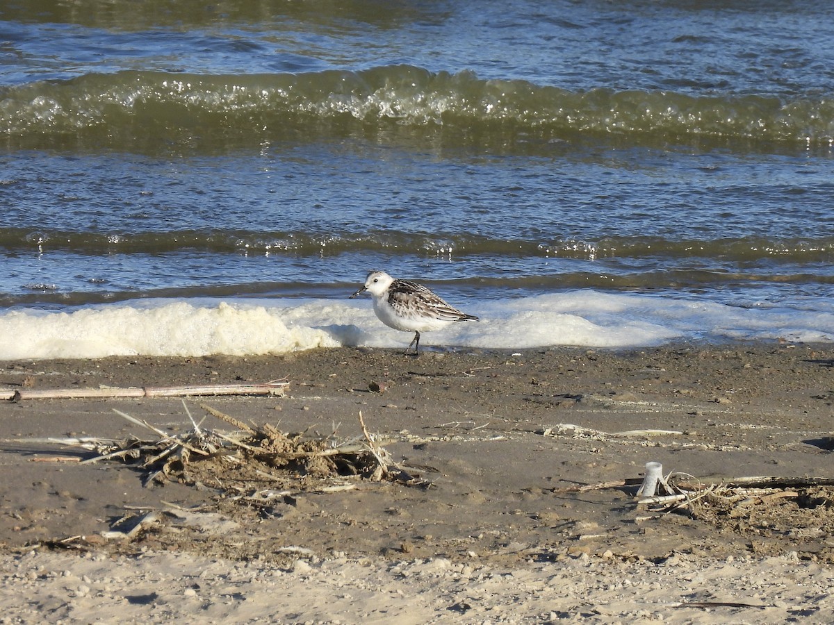 Sanderling - ML644409959