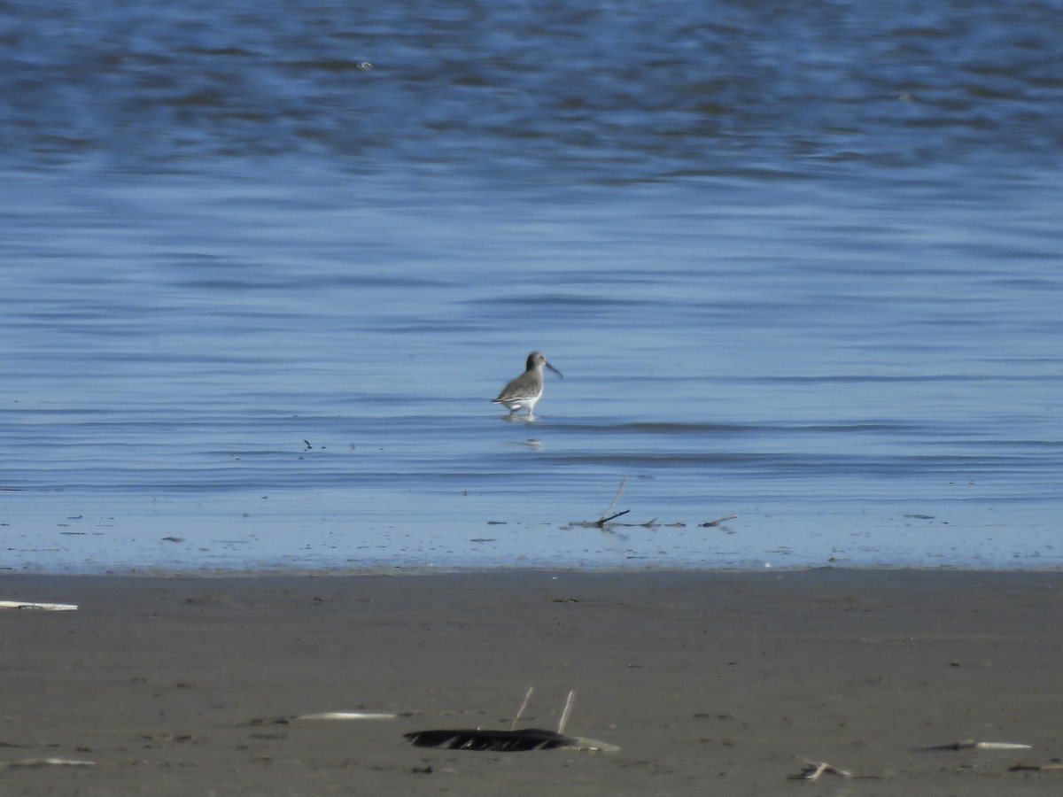 Dunlin - ML644409961