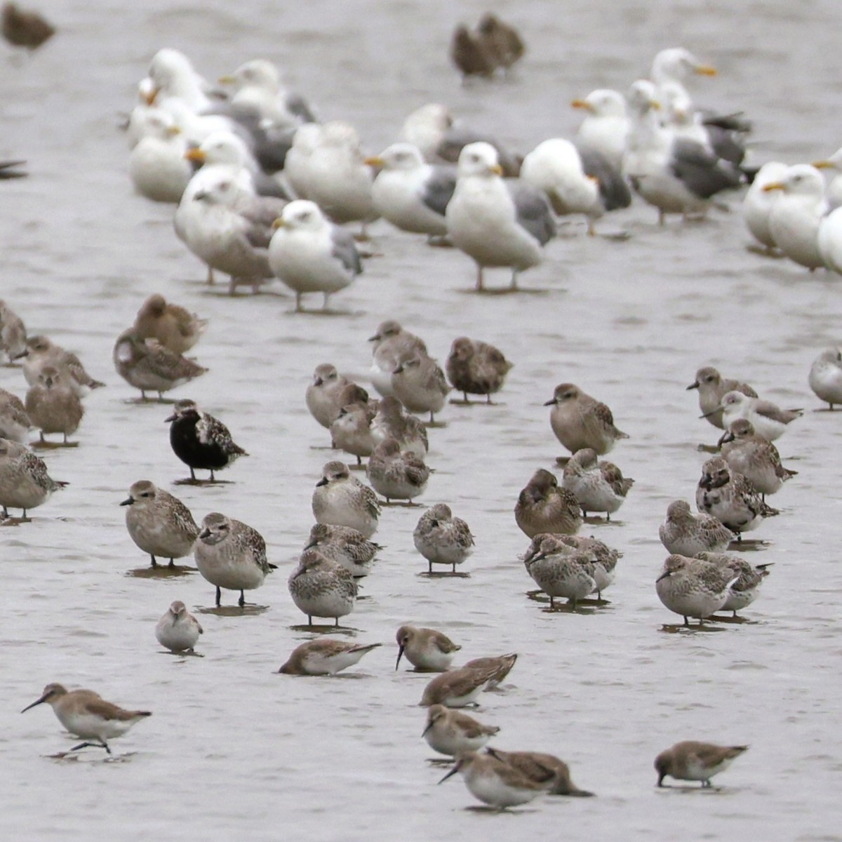 Pivieressa - ML644409965