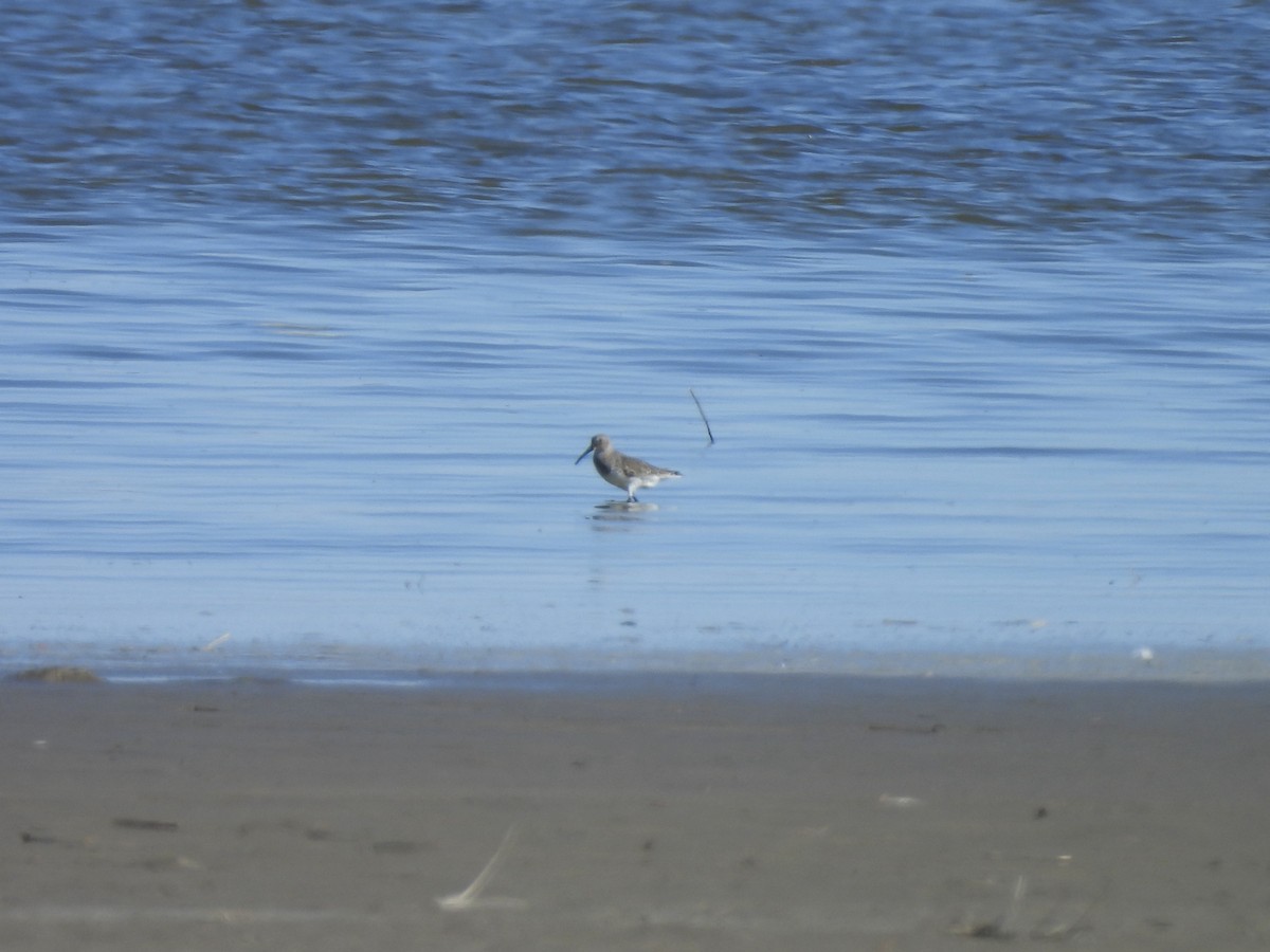 Dunlin - ML644409966