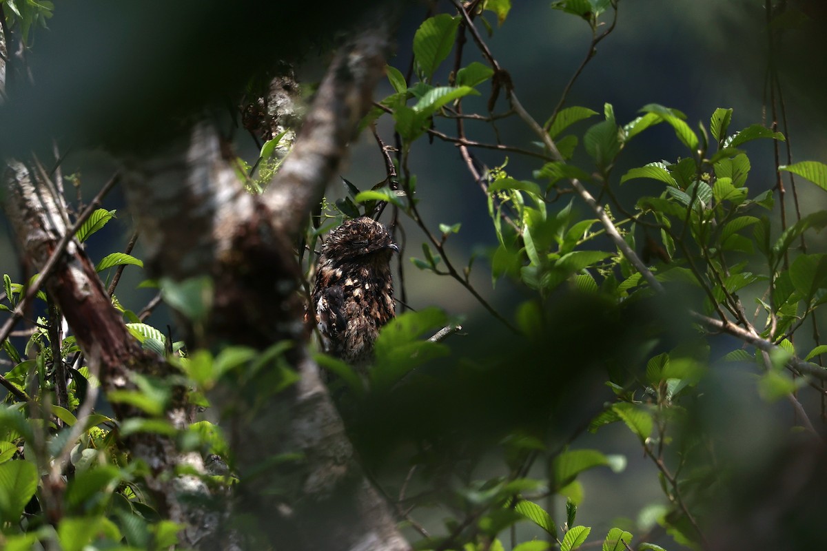 Andean Potoo - ML644409967