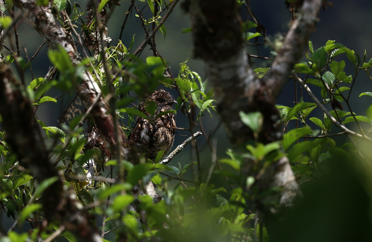 Andean Potoo - ML644409968