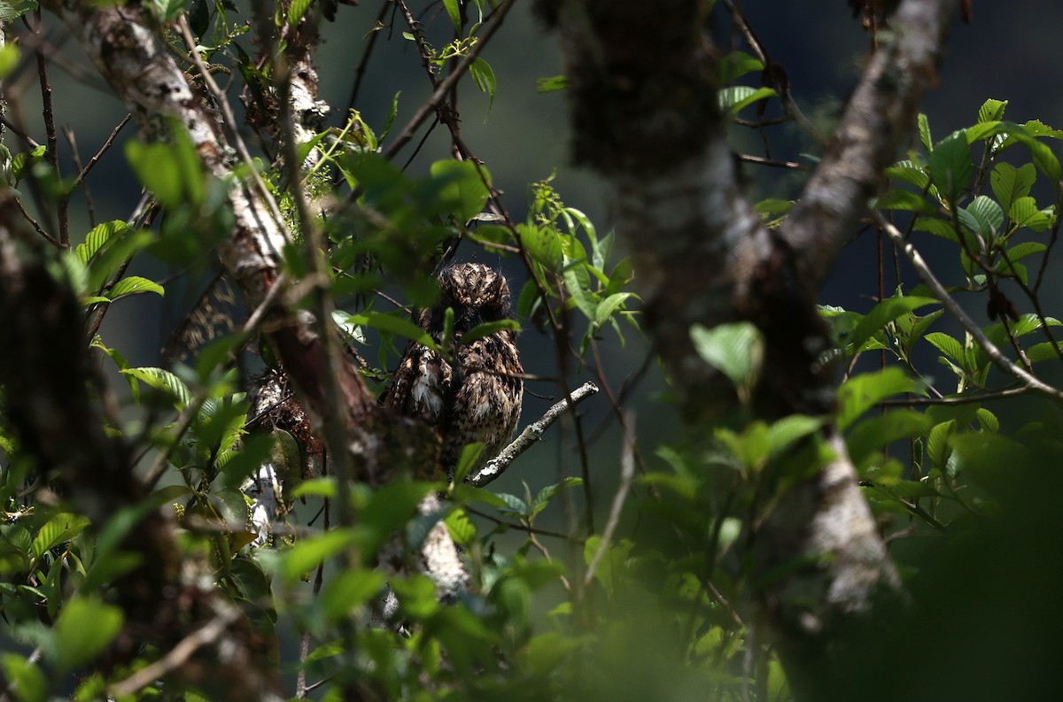 Andean Potoo - ML644409969