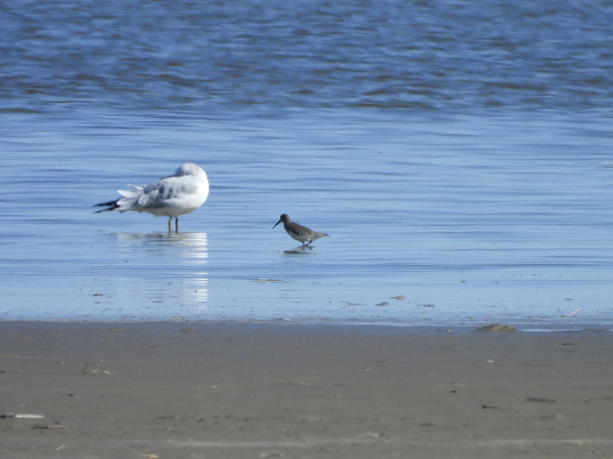 Dunlin - ML644409970