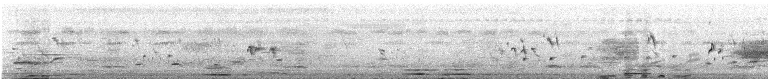 Шпак строкатий - ML644409982