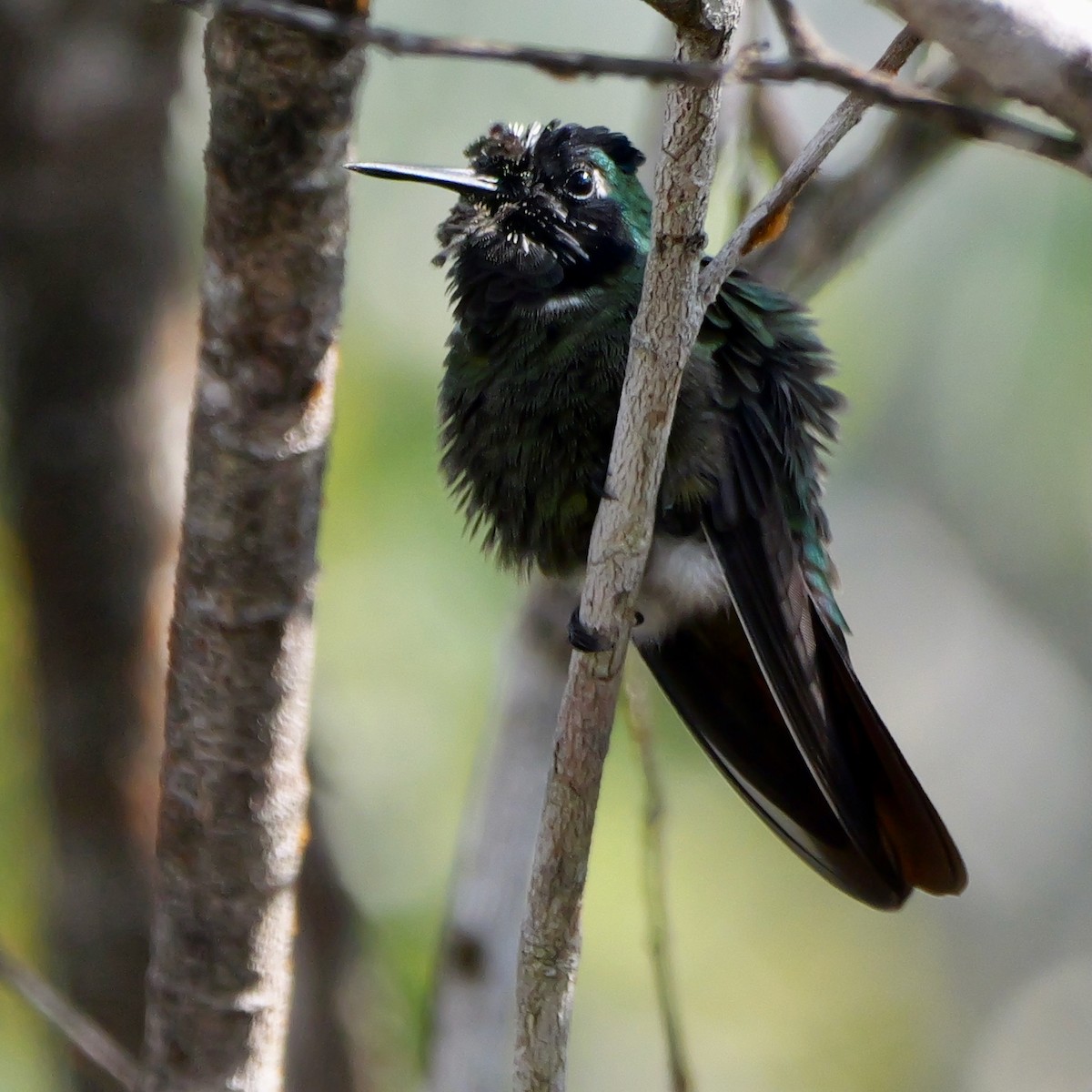 Hooded Visorbearer - ML644409984