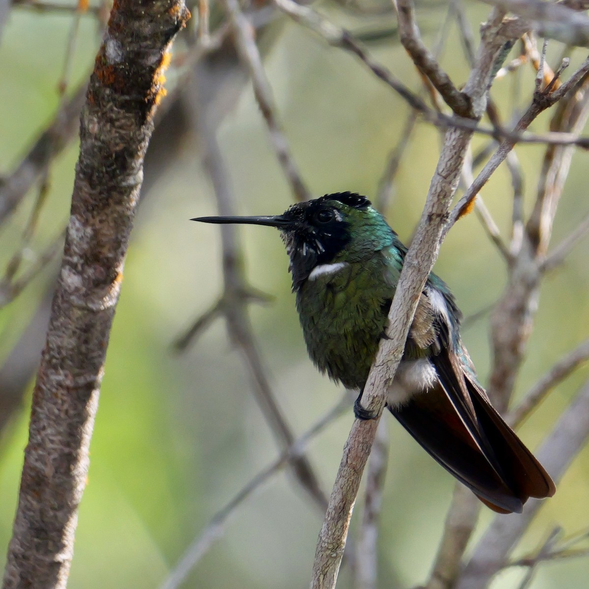 Hooded Visorbearer - ML644409985