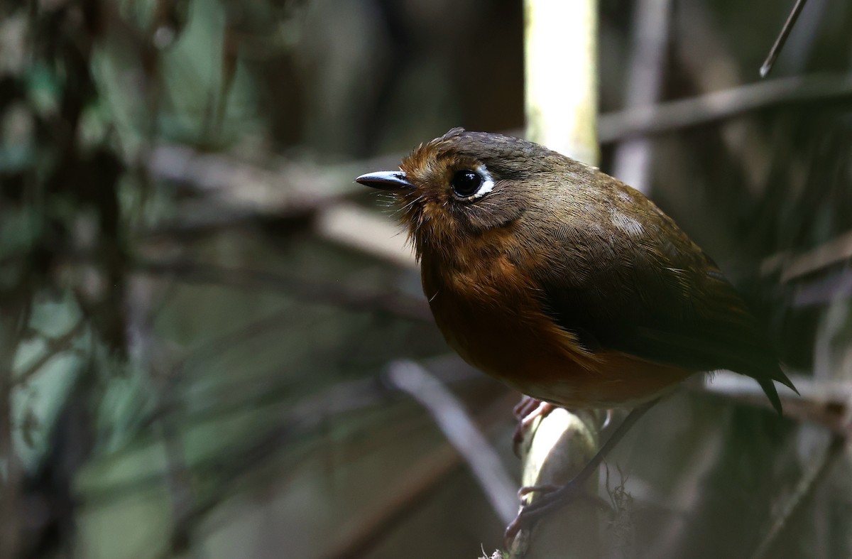 Leymebamba Antpitta - ML644409986