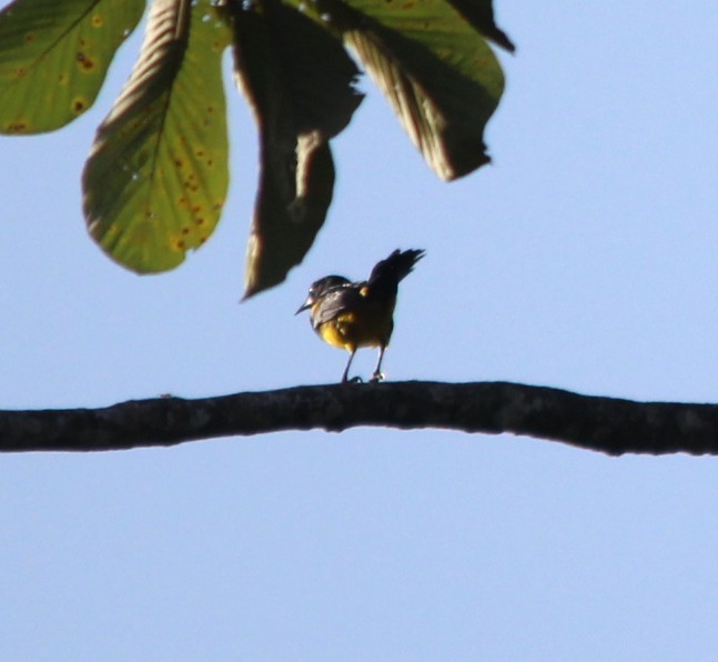 Black-cowled Oriole - ML644409987