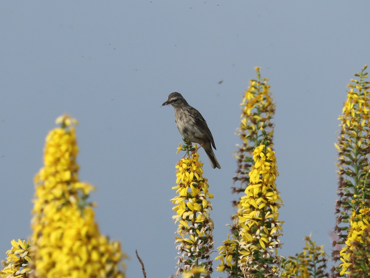Rosy Pipit - ML644409992