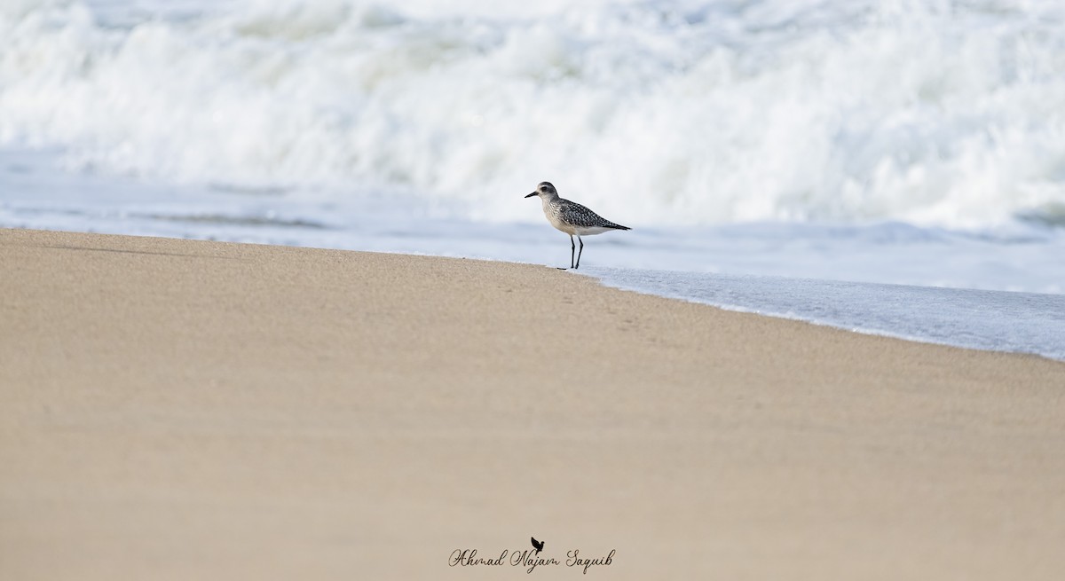 Pivieressa - ML644410038