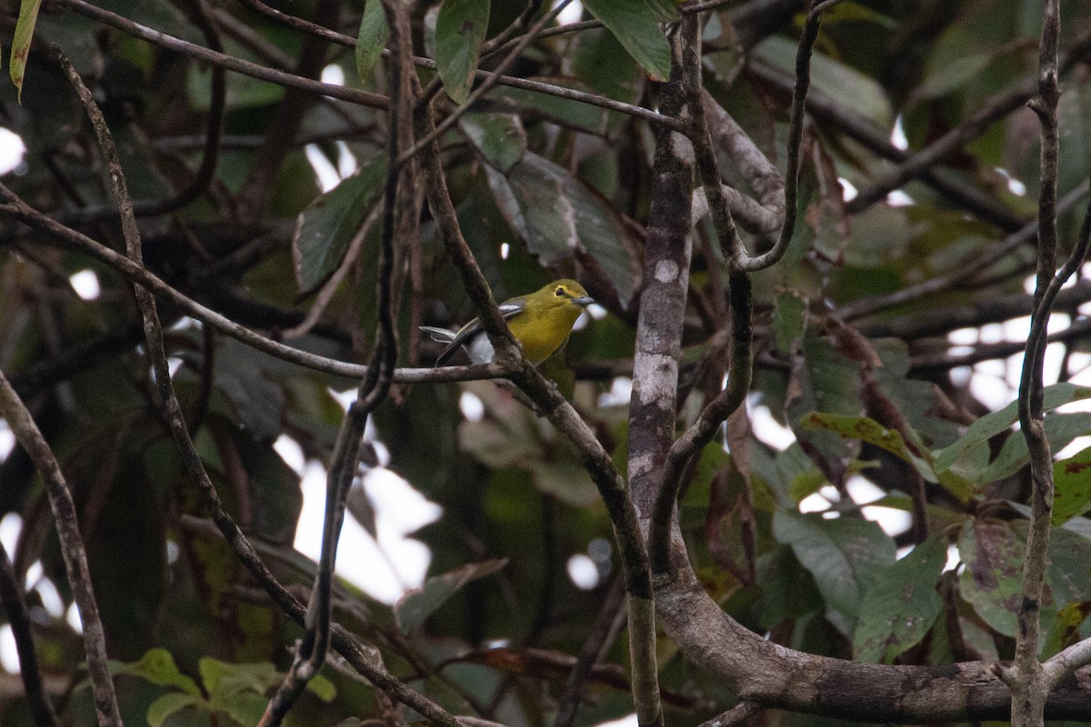 Yellow-throated Vireo - ML644410041