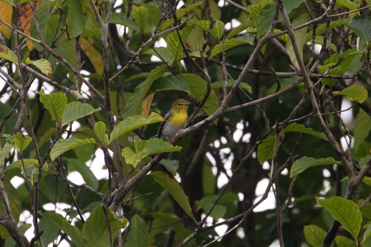 Yellow-throated Vireo - ML644410042