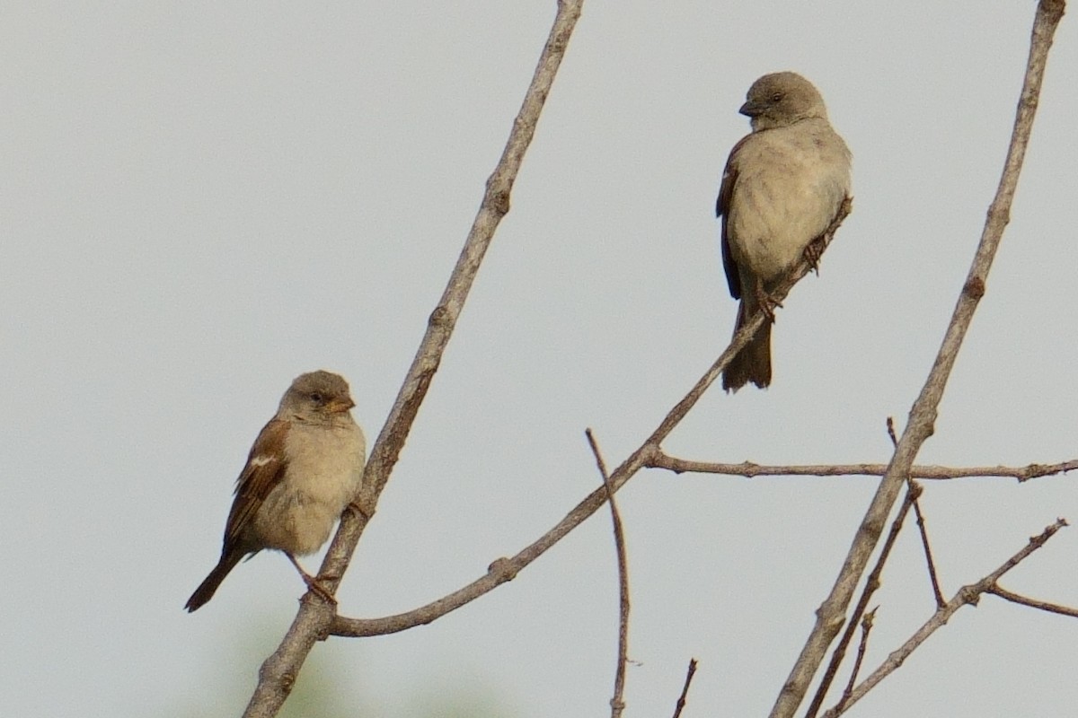 Горобець блідий - ML644410043