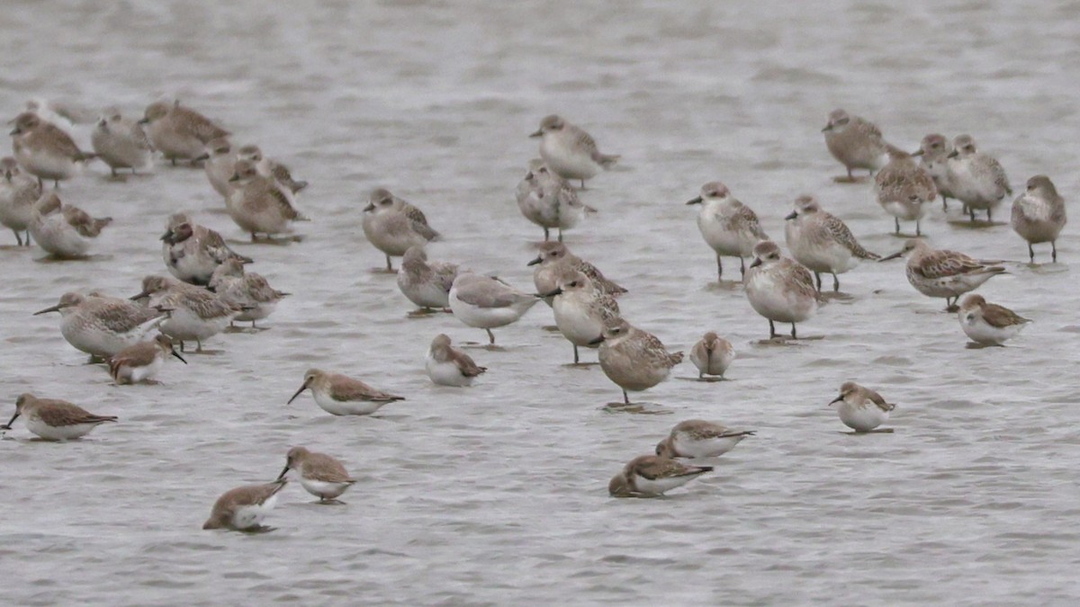 Pivieressa - ML644410045