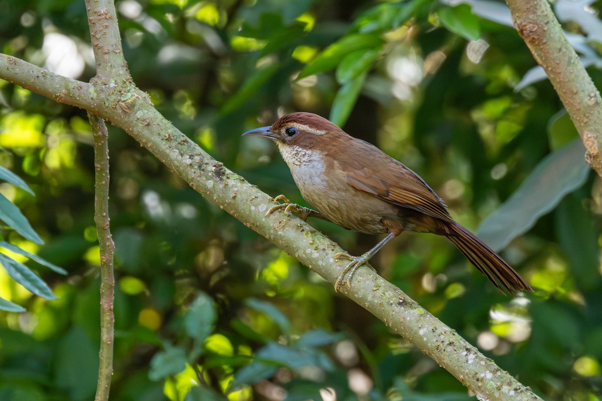 タンビアレチカマドドリ - ML644410048