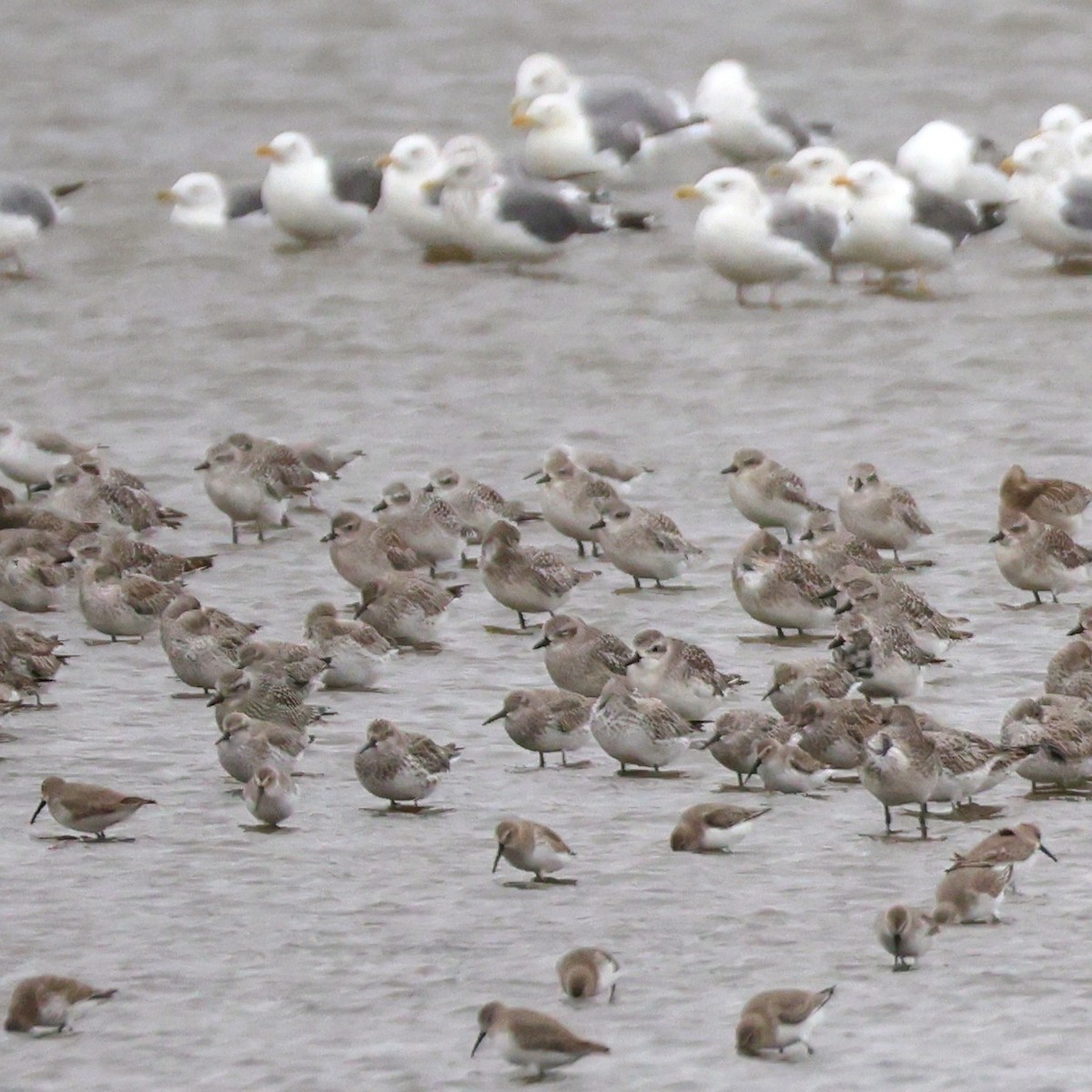 Pivieressa - ML644410049