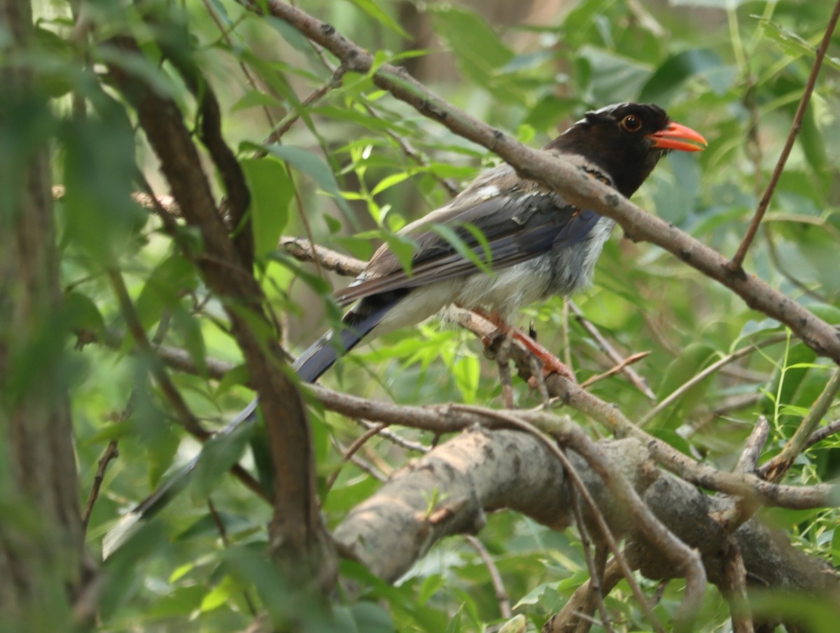 Red-billed Blue-Magpie - ML644410051