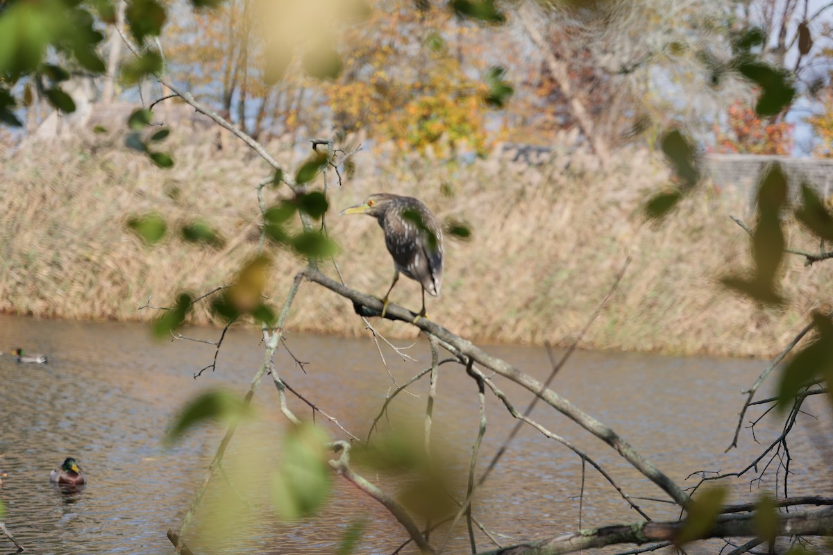 kvakoš noční - ML644410054